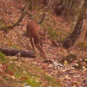 Lynx, ‘geest van het woud’, gefotografeerd in de Ardennen