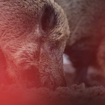 Brandenburg: Verdacht auf Afrikanische Schweinepest