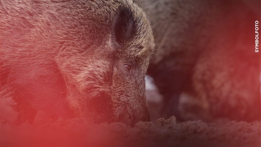 Brandenburg: Verdacht auf Afrikanische Schweinepest