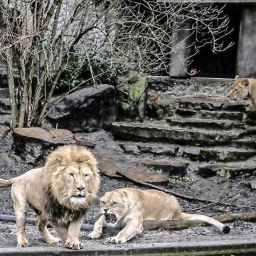 Dramatische beslissing Artis: ‘ We moeten onze leeuwen laten gaan’