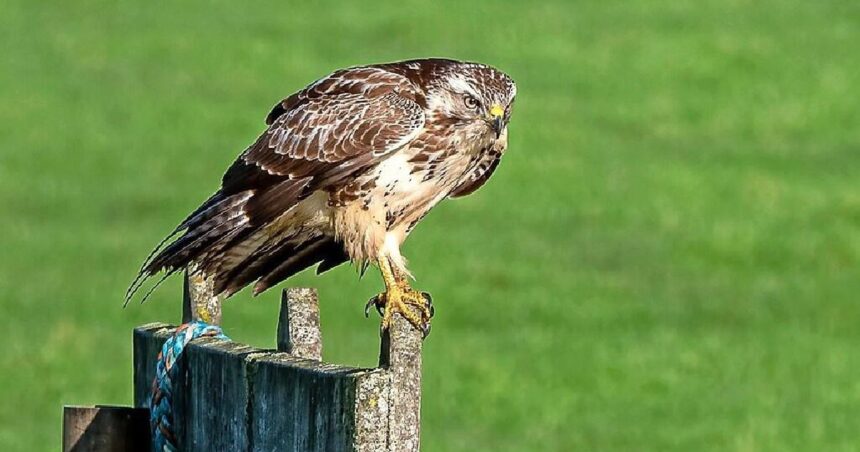 Terrorbuizerd takelt jogger toe: snee van 20 centimeter