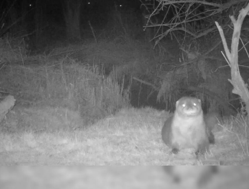 Otter is na ruim zestig jaar weer terug in de Biesbosch Otter is na ruim zestig jaar weer terug in de Biesbosch