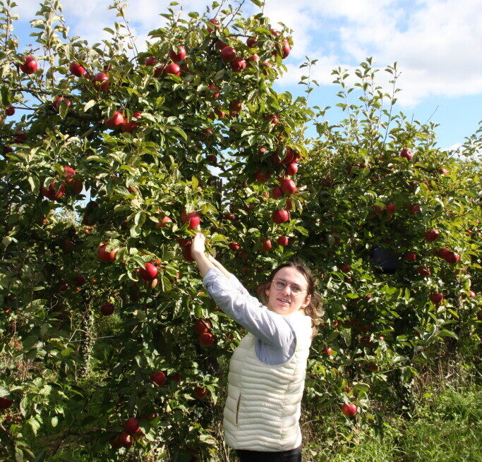 Cotentin. Cueillette, producteurs et artisans… Cette traditionnelle Fête de la pomme revient