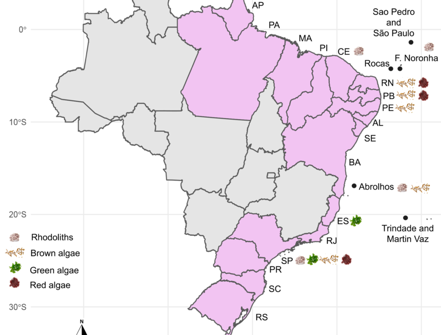 Macroalgal foundation species blur latitudinal trends in prosobranch gastropod assemblages