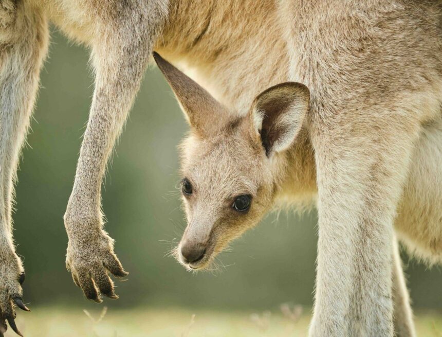 Week 15 Wrap: ASX a safe haven in Trump turmoil?; gold’s fresh ATH as USD falls & more