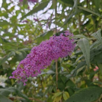 Sommerflieder: Pro und Contra · Kistengrün