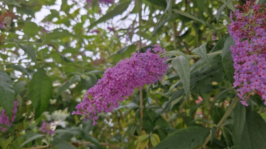 Sommerflieder: Pro und Contra · Kistengrün