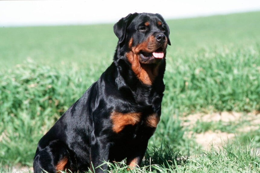Laissé seul par son père avec un rottweiler, un enfant de 9 ans a été mordu à mort