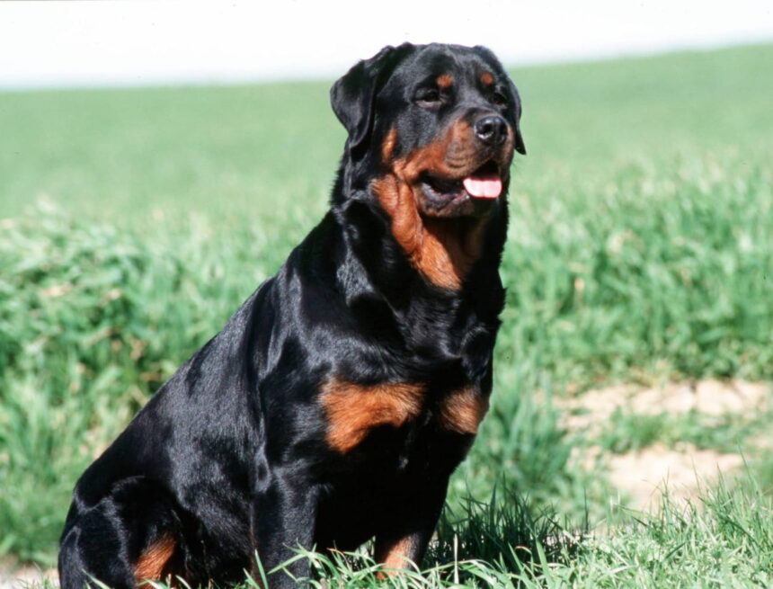 Laissé seul par son père avec un rottweiler, un enfant de 9 ans a été mordu à mort