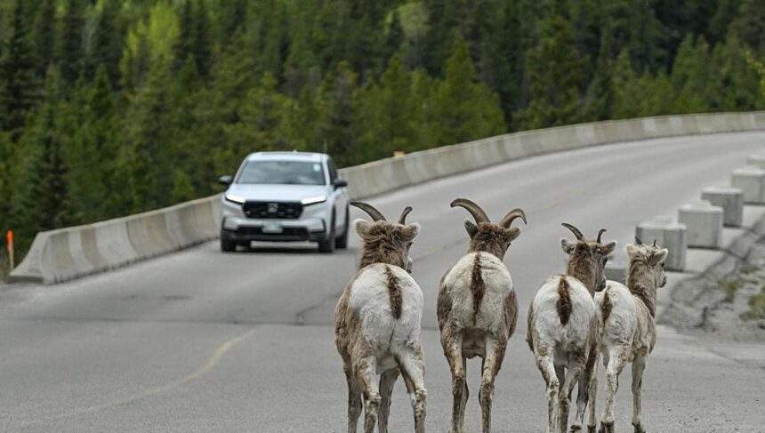 Stiamo cambiando gli equilibri della natura