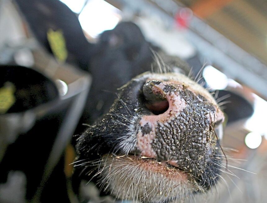 Schlüssel für gesunde und leistungsstarke Milchkühe