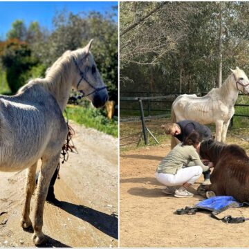 Animal cruelty: Horse dealer finally behind bars in Spain