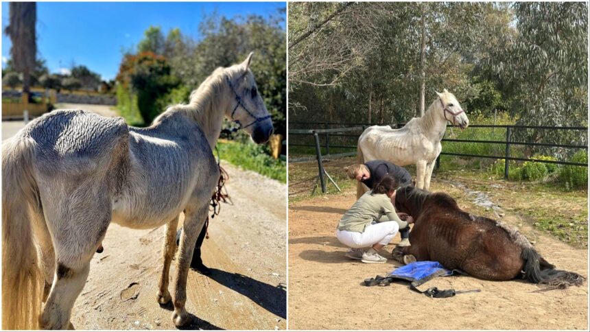 Animal cruelty: Horse dealer finally behind bars in Spain