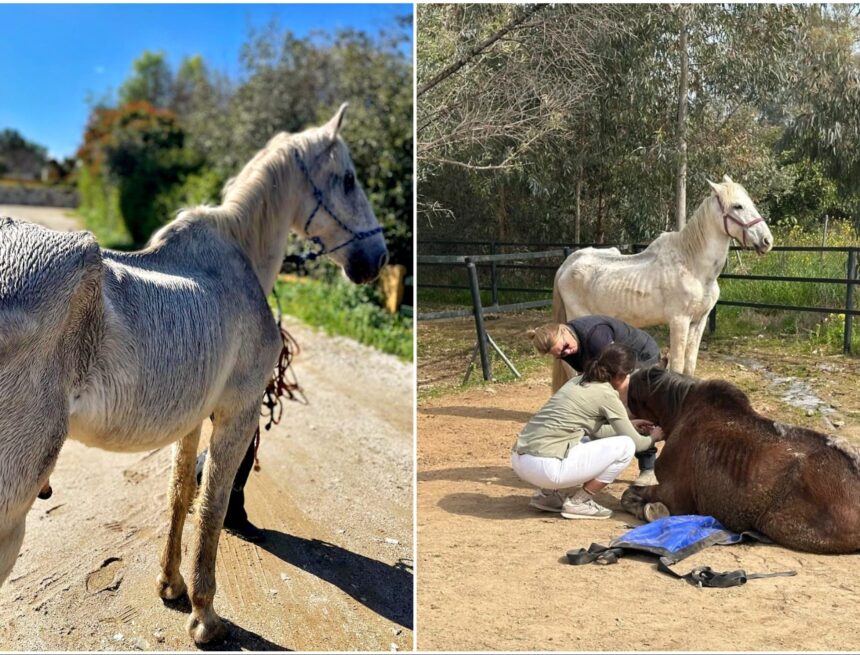 Animal cruelty: Horse dealer finally behind bars in Spain