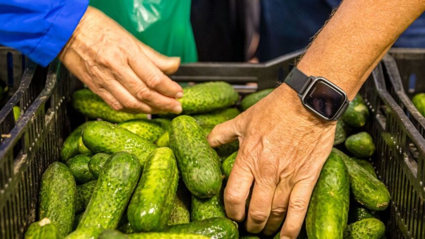 Regionale Spezialitäten: Gurkentag präsentiert Spreewälder Spezialitäten
