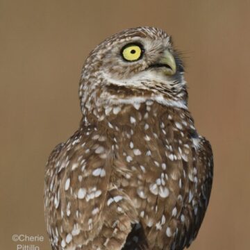 BACKYARD BIRDING IN MERIDA, YUCATAN AND BEYOND BACKYARD BIRDING IN MERIDA, YUCATAN AND BEYOND