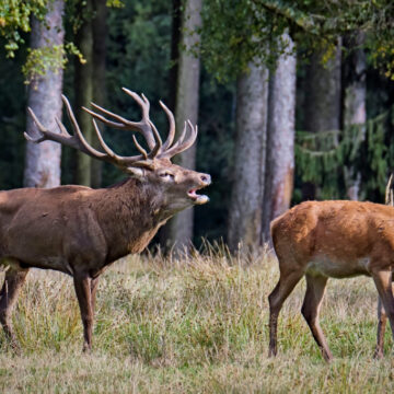 Jagdunfall: Jagdhelfer bei Hirschbergung schwer verletzt