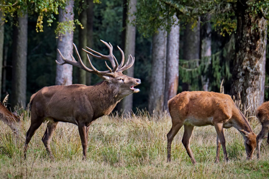 Jagdunfall: Jagdhelfer bei Hirschbergung schwer verletzt