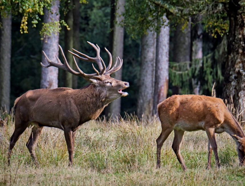 Jagdunfall: Jagdhelfer bei Hirschbergung schwer verletzt Jagdunfall: Jagdhelfer bei Hirschbergung schwer verletzt